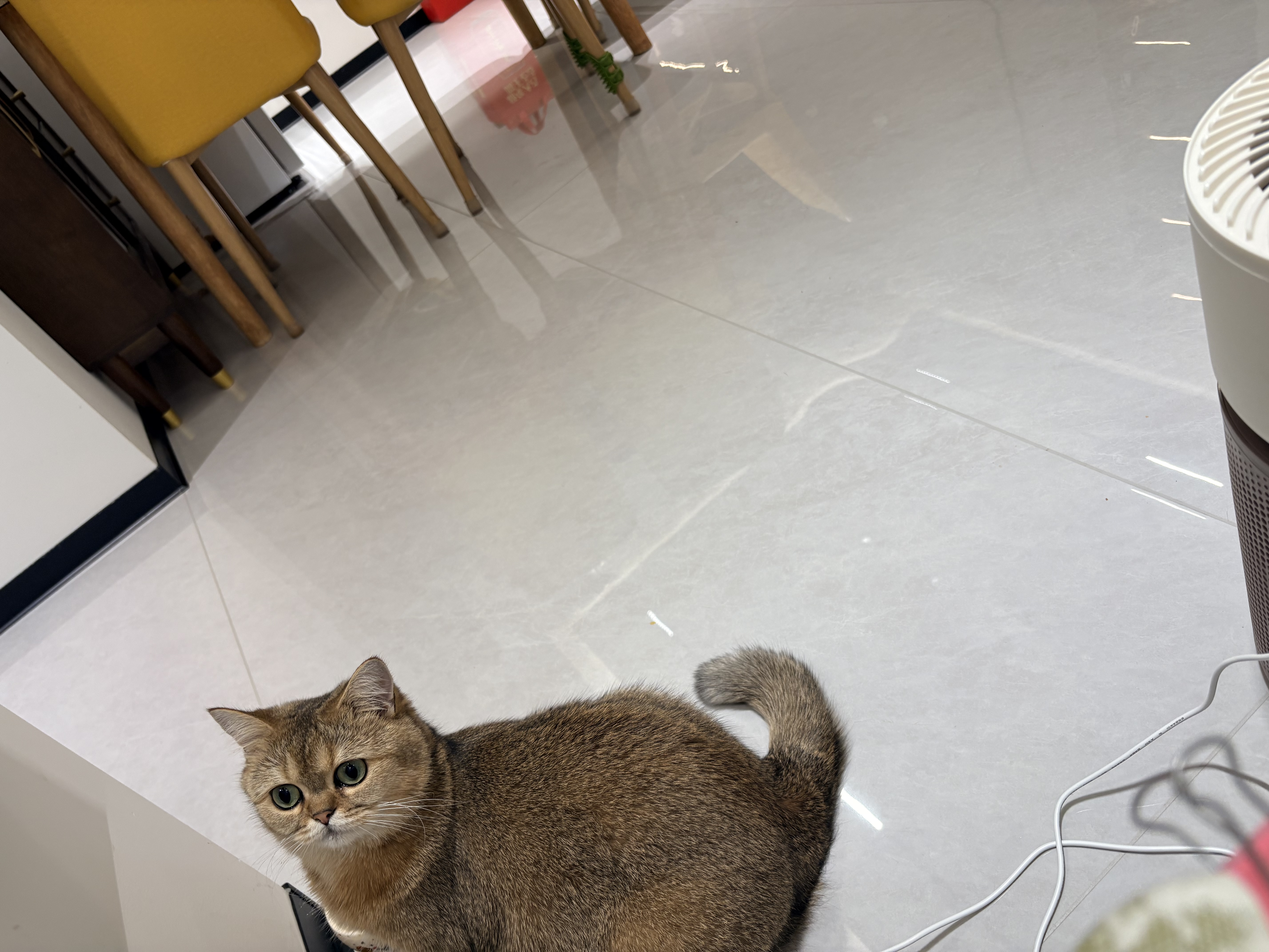 福丸 宠物免洗手套加厚湿巾干洗洗澡清洁去污猫狗通用 6片*3包 实拍图