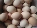 1号会员店富硒鲜鸡蛋30枚 源头直发 净重3斤 实拍图
