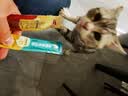 猫条猫零食补充营养味美妙鲜湿粮包猫罐头猫条100支整箱猫咪零食 猫条三文鱼磷虾口味【15g*30支】 实拍图