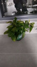 双盟绿萝盆栽除甲醛花卉绿植办公室新房净化空气180加仑4盆装源头直发 实拍图