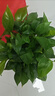 双盟绿萝盆栽除甲醛花卉绿植办公室180款加仑自吸水盆8盆装源头直发 实拍图