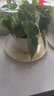 墨斗鱼花盆托底盘花盆托盘底座接水盘圆形塑料树脂加厚白色30cm*5  实拍图