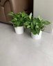 双盟绿萝盆栽除甲醛花卉绿植办公室新房净化空气180白竖纹4盆源头直发 实拍图