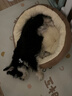【京东快递】猫咪保暖加厚椭圆窝封闭式宠物窝小型犬狗窝猫咪窝 奶茶色 S码40*50（10斤内） 实拍图