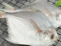 纯色本味 冷冻舟山口袋鲳 700g 银鲳鱼 白鲳 平鱼 地标产品 生鲜鱼类 实拍图