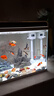 森森 超白玻璃智能桌面鱼缸一体缸自循环HE-480 实拍图