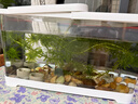 阔庭（KUOTING）鱼缸桌面透明生态鱼缸客厅水族箱白色 实拍图