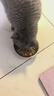 皇家猫粮 英短成猫粮 BS34 通用粮 12月以上 10KG 实拍图