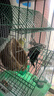 万宠汇 鸟活体虎皮鹦鹉笼养牡丹玄风活鸟学说话手养小太阳鹦鹉宠物鹦鹉 黄色虎皮鹦鹉1只（公母可备注） 实拍图