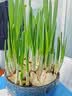 花翁漳州水仙花种球盆栽水养花卉绿植室内冬季水培植物带花苞源头直发 实拍图