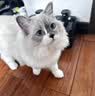 SMARTTAIL猫咪智能恒温加热陶瓷无线饮水机续航感应饮水器宠物饮水机 实拍图