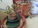 家中有果桌面花卉绿植盆栽 造型盆景 金枝玉叶  多肉植物盆景 白色塑料盆含金枝玉叶 不含盆 实拍图