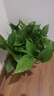 双盟绿萝盆栽除甲醛花卉绿植办公室新房净化空气 龙蛋竖纹4盆源头直发 实拍图