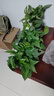 双盟绿萝盆栽除甲醛花卉绿植办公室新房净化空气 120款10盆源头直发 实拍图