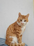 妙三多预防猫瘟猫鼻支英特威猫三联疫苗1针 实拍图
