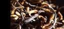 天福茗茶白茶 福鼎白牡丹白茶 白牡丹白茶特级400g礼盒装茶叶送礼 实拍图