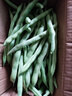 农家四季豆新鲜现摘云南长扁豆角农家应当季蔬菜芸豆现摘菜豆 新鲜四季豆3斤带箱 实拍图