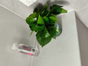 双盟绿萝盆栽除甲醛花卉绿植办公室新房净化空气 120款10盆源头直发 实拍图
