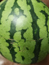 京鲜生 无籽麒麟西瓜 1粒装 单果5-7斤 生鲜水果  实拍图