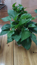 特价绿萝盆栽室内客厅办公室吸甲醛净化空气水培植物绿植花卉好养 【1盆】绿萝+早安吸水盆 整体含盆高度20-25cm 实拍图