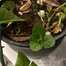 花盆绿植盆栽加厚塑料简约多肉小盆阳台客厅月季玫瑰大号家用花盆 矮款5加仑(口径25cm)2个盆 配套托盘 实拍图