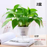新特价绿萝盆栽室内客厅办公吸甲醛净化空气水培植物绿植花卉好养 【经典2盆】绿萝+早安吸水盆 整体含盆高度20-25cm 实拍图