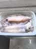 【现货】鱻谣年货海鲜礼盒12种12.6斤帝王蟹小青龙鲍鱼黑虎虾送礼大礼包源头直发 实拍图