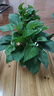 特价绿萝盆栽室内客厅办公室吸甲醛净化空气水培植物绿植花卉好养 【1盆】绿萝+早安吸水盆 整体含盆高度20-25cm 实拍图