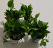双盟绿萝盆栽除甲醛花卉绿植办公室新房净化空气180加仑4盆装源头直发 实拍图
