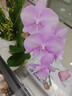 年宵花春节蝴蝶兰盆栽花苗桌面装饰花卉植物四季好养绿植过年货 粉色系蝴蝶兰配雪糕陶瓷盆 实拍图