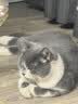 LEGENDSANDY蓝氏猫粮生鲜猎鸟鲜乳鸽生骨肉冻干高蛋白全价成猫粮幼猫通用型 全价通用美毛增肌丨荒野猎兔丨1.5kg 实拍图
