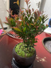 八芽 小叶赤楠盆景摆件室内绿植花卉盆栽老桩客厅办公室桌面好养植物 （舍得紫砂盆赤楠+苔藓铺面+底座） 实拍图