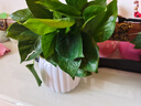【绿萝盆栽】吸甲醛净化空气水培绿植物懒人花卉好养搬家礼物全 【爆款2盆】绿萝+白色南瓜盆自吸水 整体含盆高度20-25cm 实拍图
