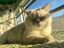 财咪宠物猫咪狗狗用品鼻支窝咳提高免疫力增强体质乳铁蛋白200片 实拍图