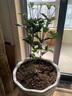 桂花树苗盆栽室内四季桂花卉植物金桂丹桂庭院大树浓香型绿植开花 精品四季桂花60-70cm【原土球发货】 实拍图