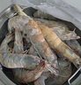 卖鱼郎先生青岛盐冻大虾净重3.6斤 10-15只/斤 白虾大虾基围虾生鲜 虾类 实拍图