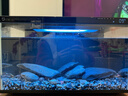 米家小米米家智能生态鱼缸还原自然生态补仓一次三月无忧出差旅行必备 实拍图
