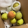 京鲜生 新疆库尔勒香梨 净重10斤 特级 单果120g以上 生鲜水果 实拍图