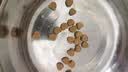 夸克猫粮 幼猫成猫英短美短蓝猫布偶全价通用全期猫咪主粮 经典猫粮鱼肉味1斤 实拍图