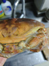 黄金面包蟹熟冻大螃蟹英国特超大鲜活海鲜水产 大号面包蟹600-800g/只*2 实拍图