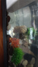 阔庭鱼缸懒人鱼缸家用客厅办公室金鱼缸过滤鱼缸黑色款 实拍图