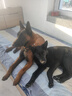 TRUELOVE狗狗项圈小中大型犬脖圈防勒泰迪金毛透气舒适反光宠物脖圈狗圈 桔色（不含牵引绳） 2XL【55-60cm】-建议30-42kg选择 实拍图