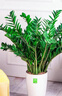Only you【2小时达】发财树大型盆栽绿植花卉室内客厅办公室开业新年花送 金钱树 实拍图