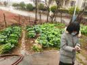 喜德盛（xds）小王子喜德盛儿童自行车超轻车可变速学生铝合金儿童山地自行车 豆沙色/灰绿 24寸身高135-155cm 实拍图