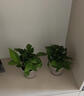 双盟绿萝盆栽除甲醛花卉绿植办公室新房净化空气180加仑4盆装源头直发 实拍图
