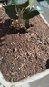 漫德莱650g*3块椰糠砖椰砖多肉土壤种花种菜土养花种植土泥炭椰糠土 实拍图