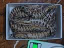 遇上鲜 舟山竹节虾 海鲜 海捕冷冻斑节虾 净重2斤(约15-20只) 源头直发 实拍图