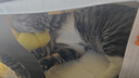 华元宠具（hoopet）猫包外出便携拉杆箱猫咪背包宠物双肩包坐车神器狗狗大容量行李箱 【25升级款】多猫拉杆箱（米棕） 实拍图