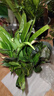 年宵花【热销款】白掌一帆风顺盆栽水培植物绿植过年装饰摆件年货 特级白掌10-12株带花【基地原盆原土】 实拍图