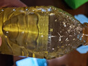 多力【张若昀同款】葵花籽油900ml 食用油小瓶零反式脂肪酸 实拍图